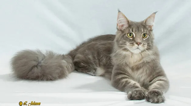 Reigning Cats of Florida